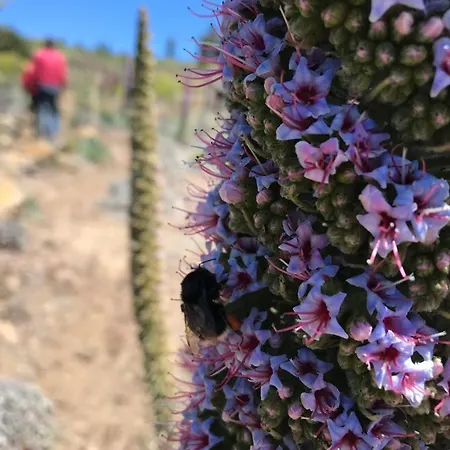 شقة Caboquitos *